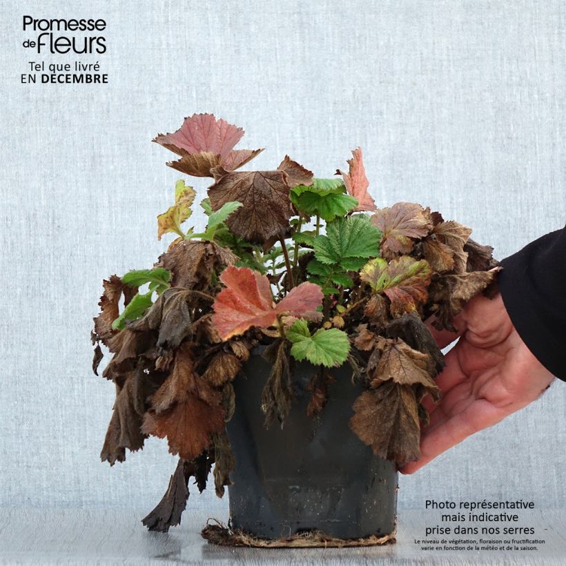 Amostra de Geum Scarlet Tempest - Benoîte hybride Vaso de 2 L/3 L tal como entregue no inverno