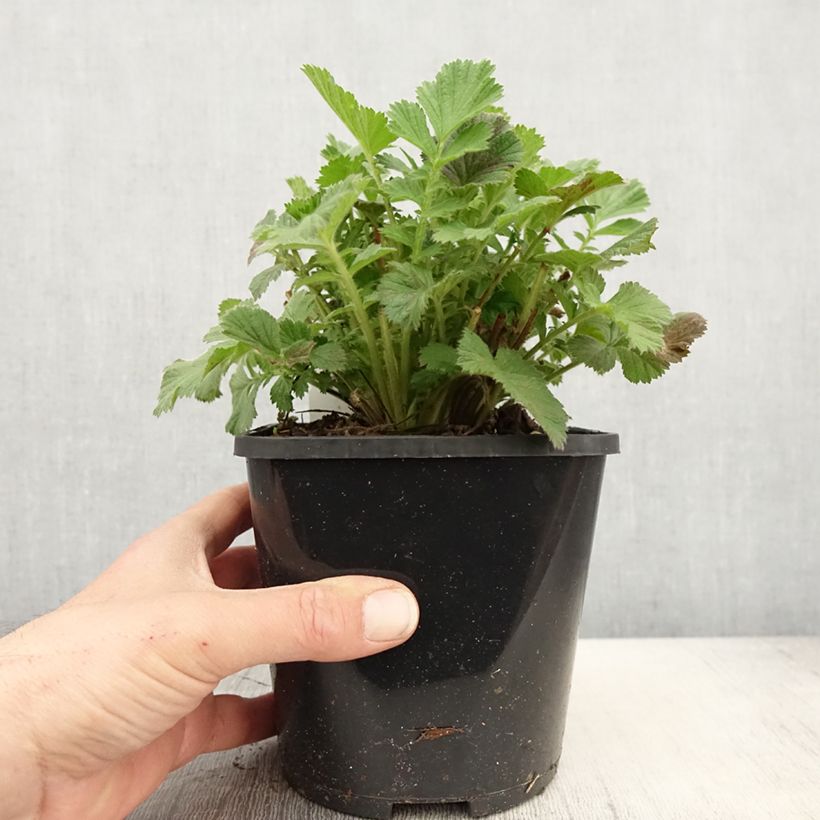 Amostra de Geum Scarlet Tempest Vaso de 2 L/3 L tal como entregue na primavera