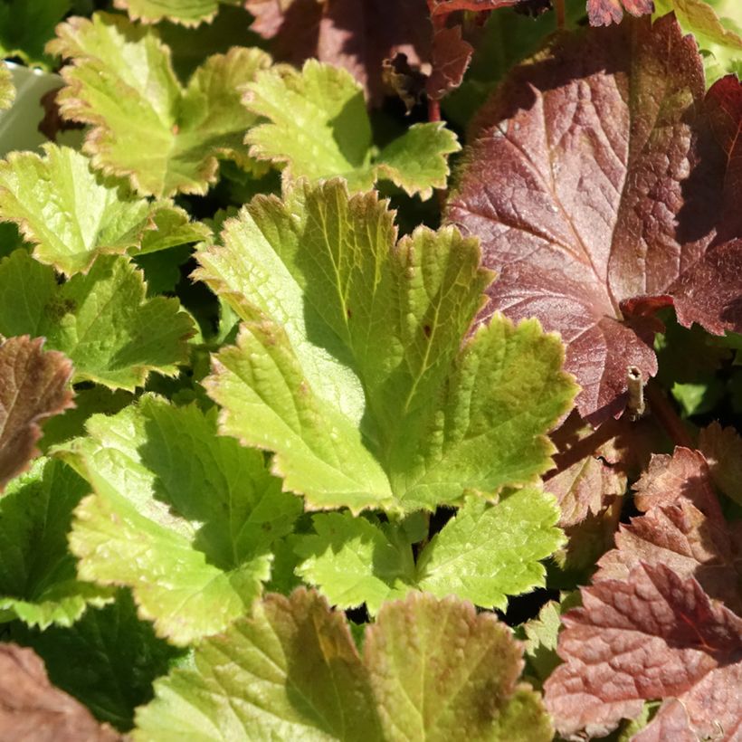Geum Tempo Rose (Folhagem)