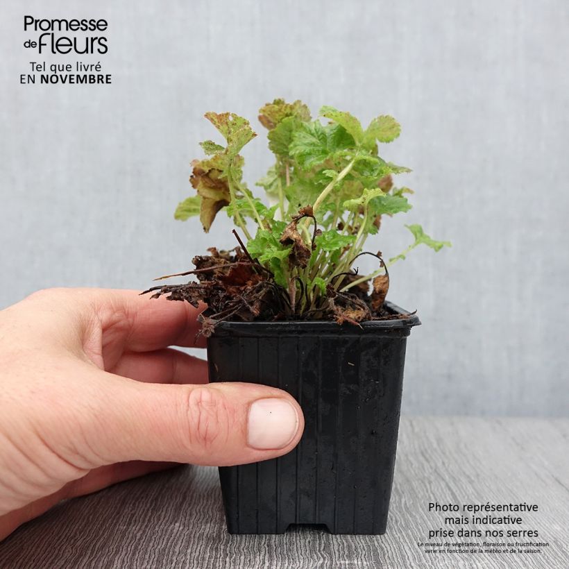 Amostra de Geum Tempo Rose Vaso de 8/9 cm tal como entregue no outono