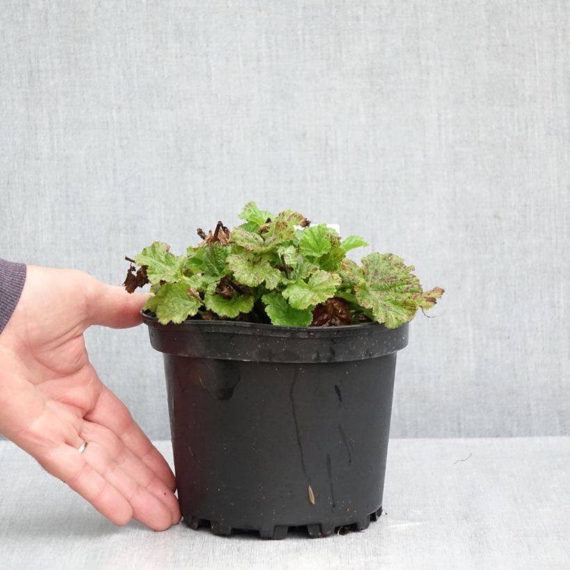 Amostra de Geum Tempo Rose Vaso de 2 L/3 L tal como entregue no outono