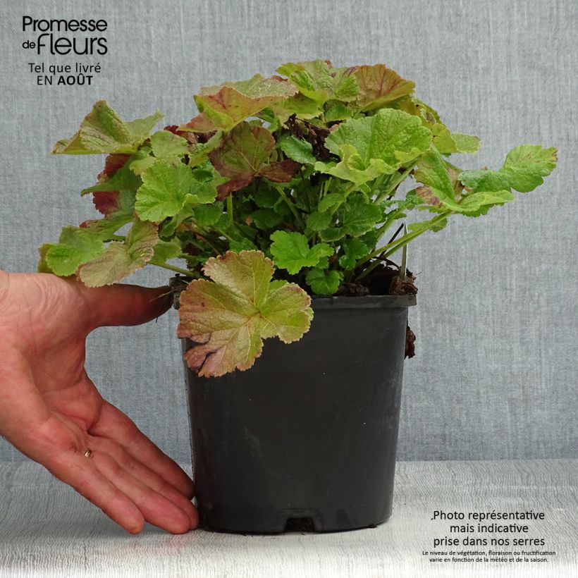 Amostra de Geum Tempo Rose Vaso de 2 L/3 L tal como entregue no verão