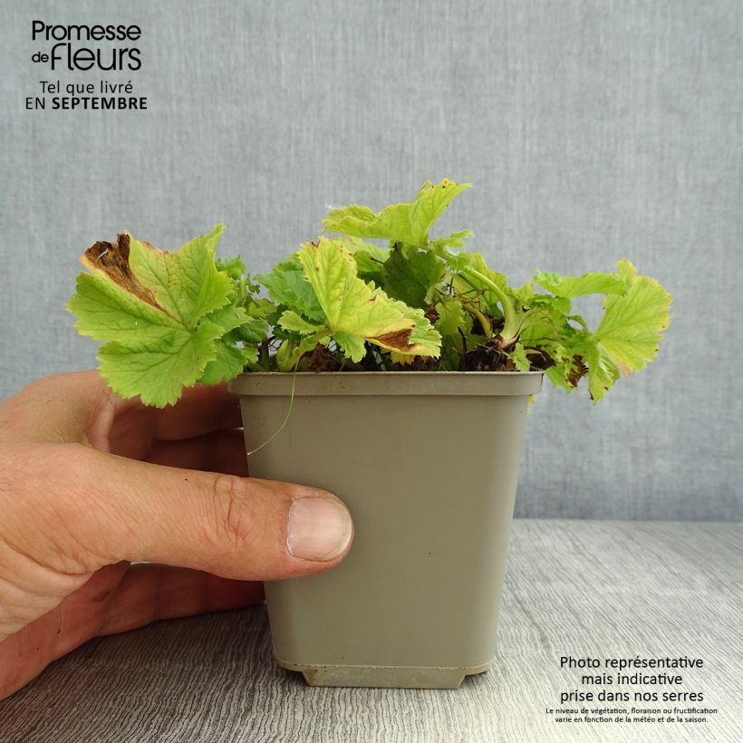 Amostra de Geum Tempo Yellow Vaso de 8/9 cm tal como entregue no verão