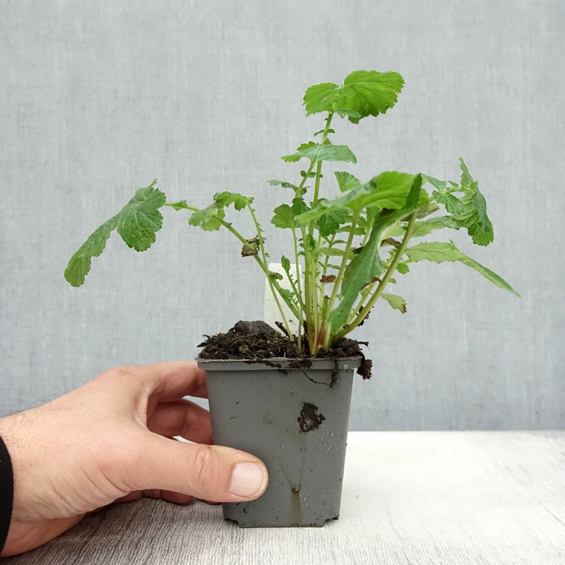 Amostra de Geum Tequila Sunrise Vaso de 8/9 cm tal como entregue no outono