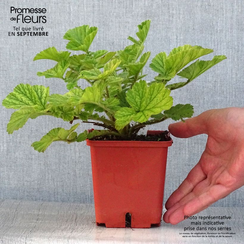Amostra de Geum Totally Tangerine Vaso de 1 L/1,5 L tal como entregue no verão