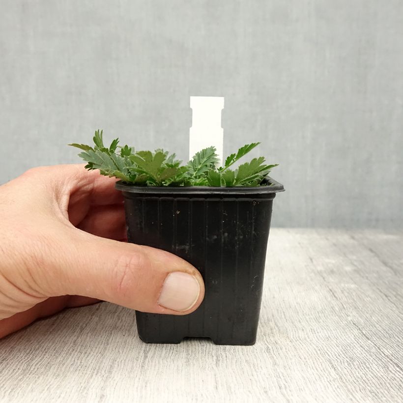 Amostra de Geum triflorum Vaso de 8/9 cm tal como entregue no outono