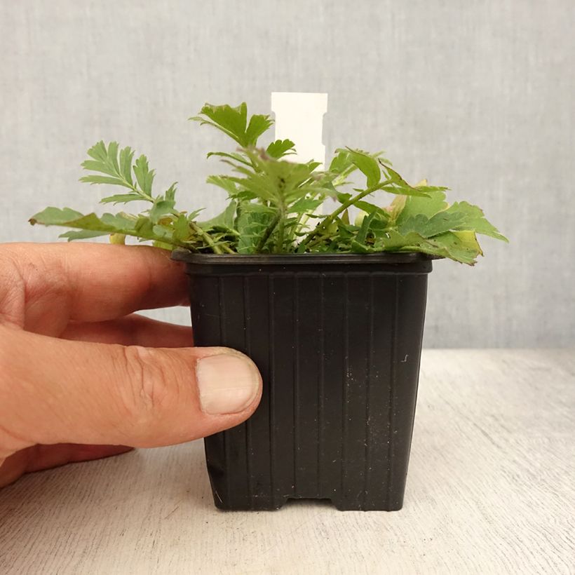 Amostra de Geum triflorum Vaso de 8/9 cm tal como entregue no verão
