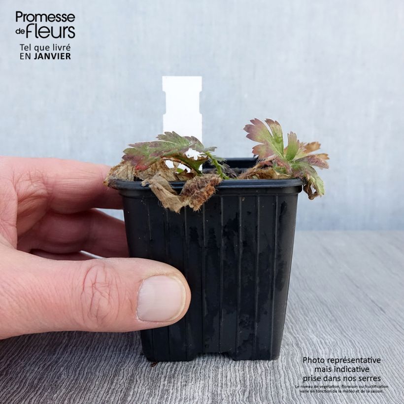 Amostra de Geum triflorum Vaso de 8/9 cm tal como entregue no inverno