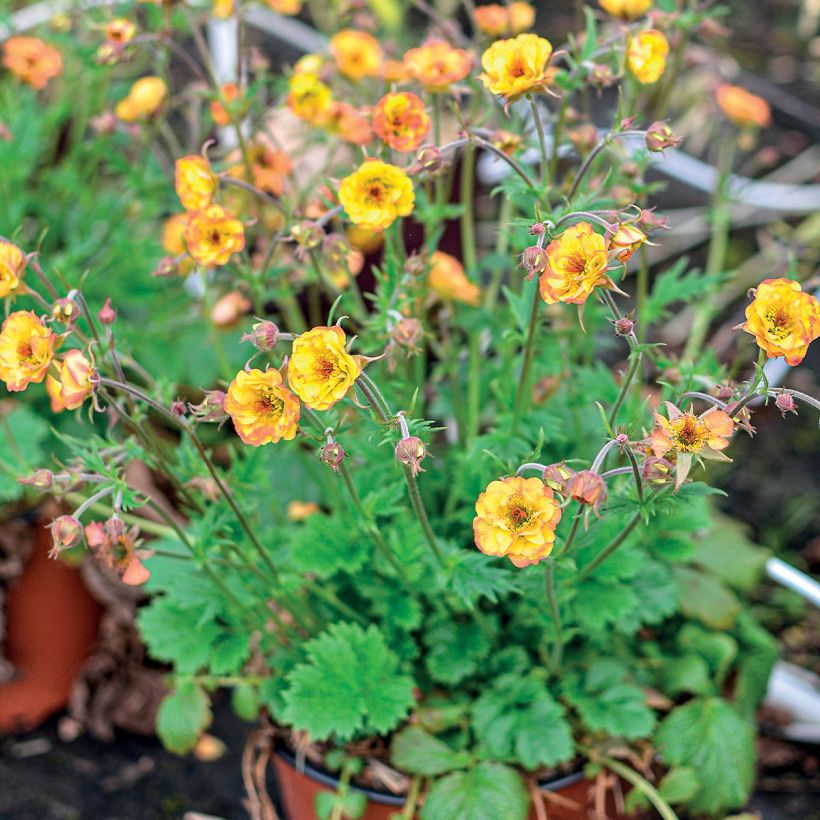 Geum Tutti Frutti (Hábito)