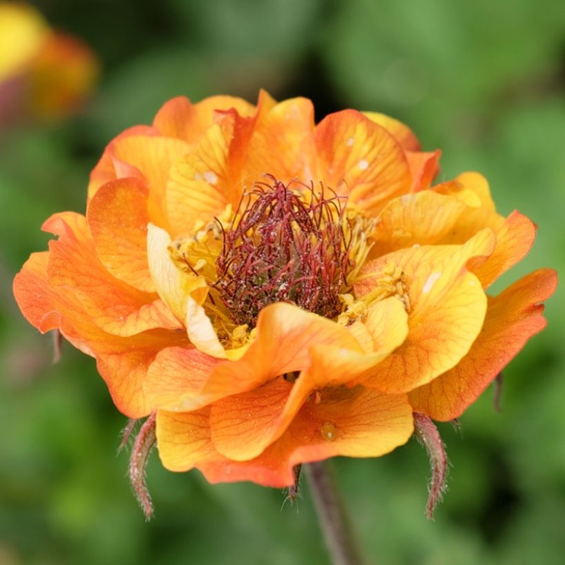 Geum Tutti Frutti (Floração)