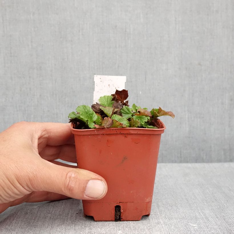 Amostra de Geum Tutti Frutti Vaso de 8/9 cm tal como entregue no outono