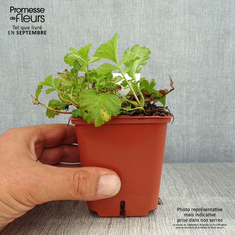Amostra de Geum Tutti Frutti Vaso de 8/9 cm tal como entregue no verão