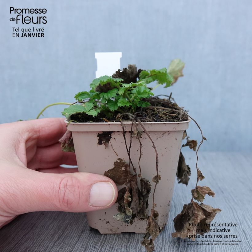 Amostra de Geum Tutti Frutti Vaso de 8/9 cm tal como entregue no inverno