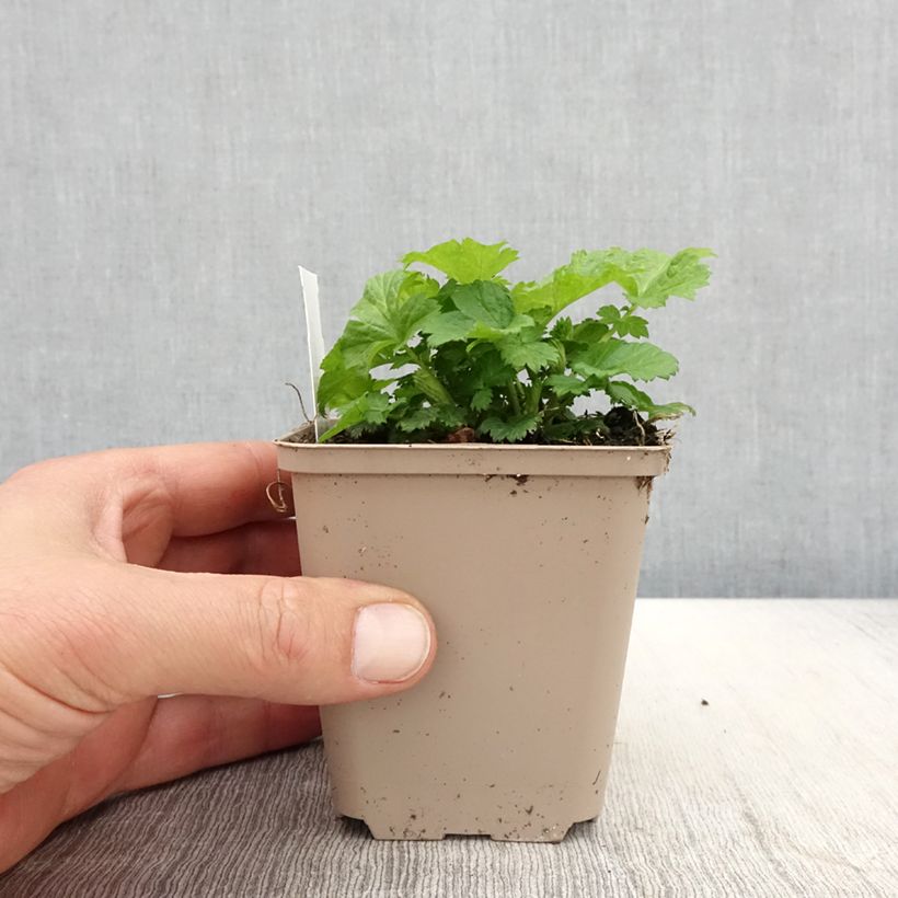 Amostra de Geum Tutti Frutti Vaso de 8/9 cm tal como entregue na primavera