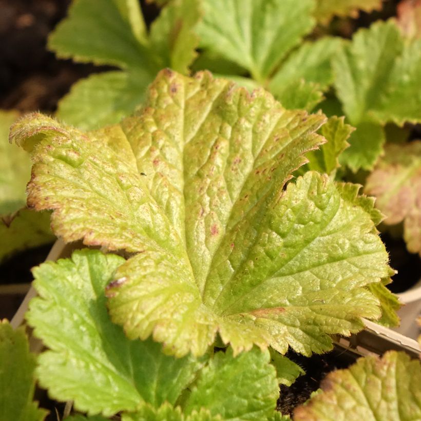 Geum Tutti Frutti (Folhagem)