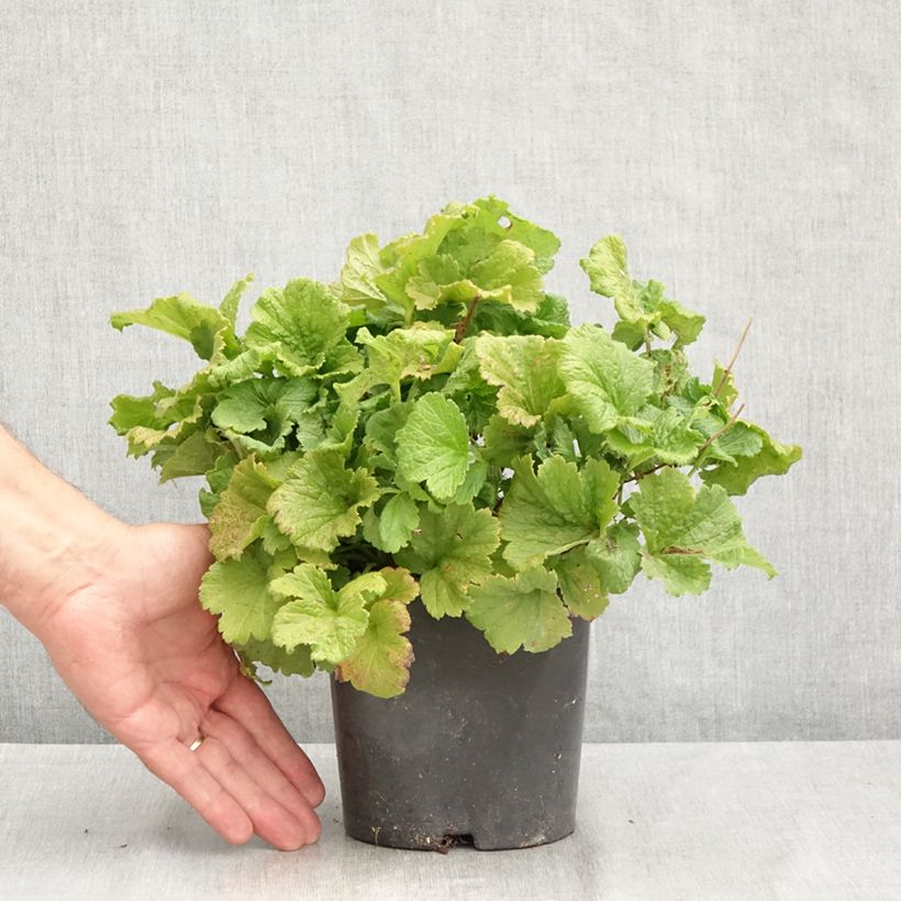 Amostra de Geum Tutti Frutti Vaso de 2 L/3 L tal como entregue no verão