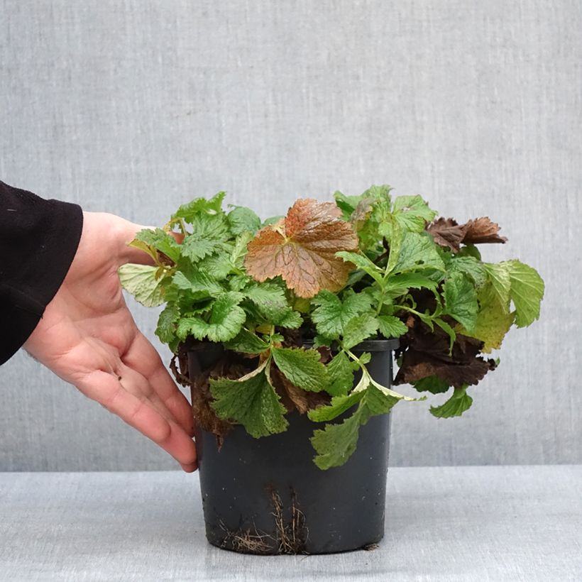 Amostra de Geum Tutti Frutti Vaso de 2 L/3 L tal como entregue no inverno