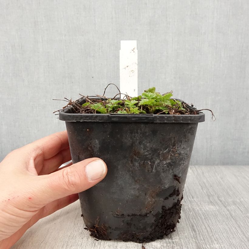 Amostra de Geum Tutti Frutti Vaso de 2 L/3 L tal como entregue na primavera