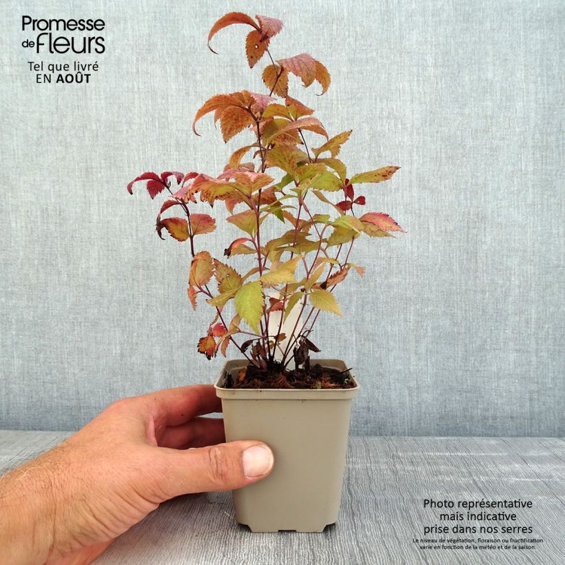 Amostra de Gillenia trifoliata Pink Profusion Vaso de 8/9 cm tal como entregue no verão