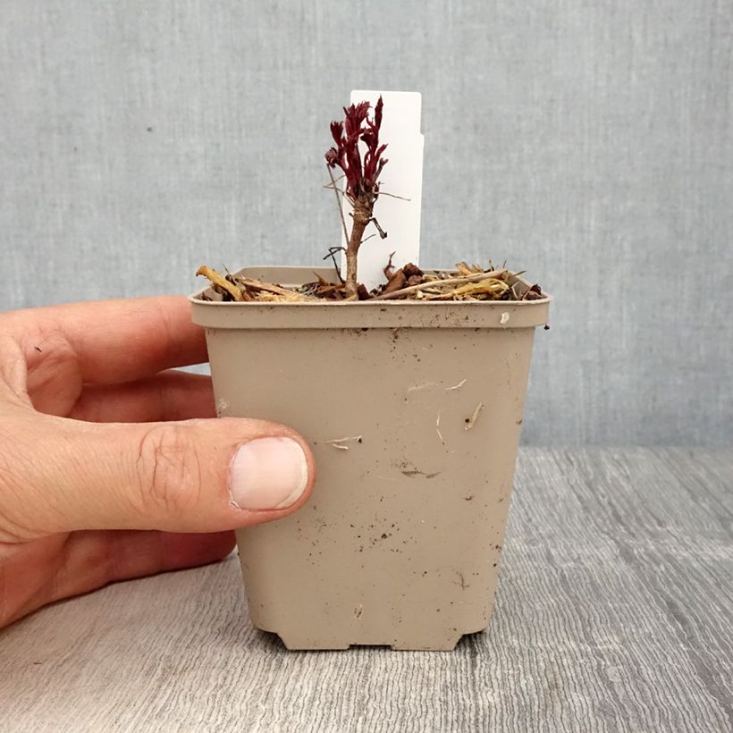 Amostra de Gillenia trifoliata Pink Profusion Vaso de 8/9 cm tal como entregue na primavera