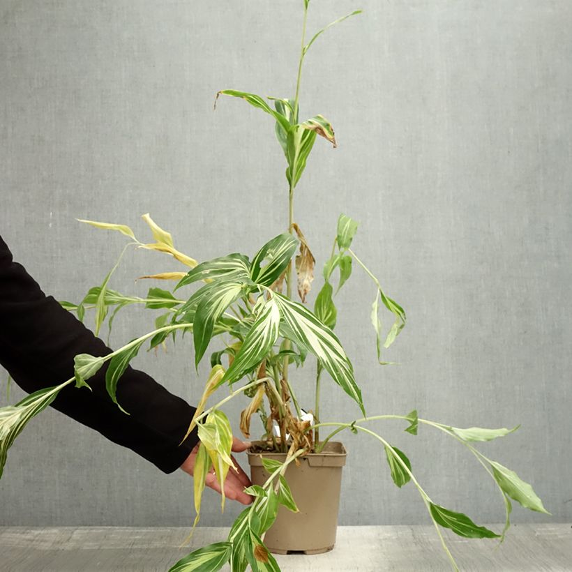 Amostra de Gingembre japonais - Zingiber mioga Dancing Crane Pot de 3L/4L tal como entregue no outono