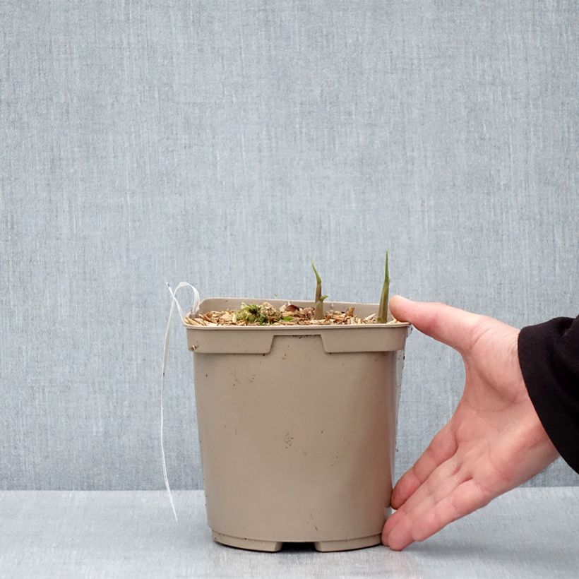 Amostra de Zingiber mioga Dancing Crane Vaso de 3 L/4 L tal como entregue na primavera