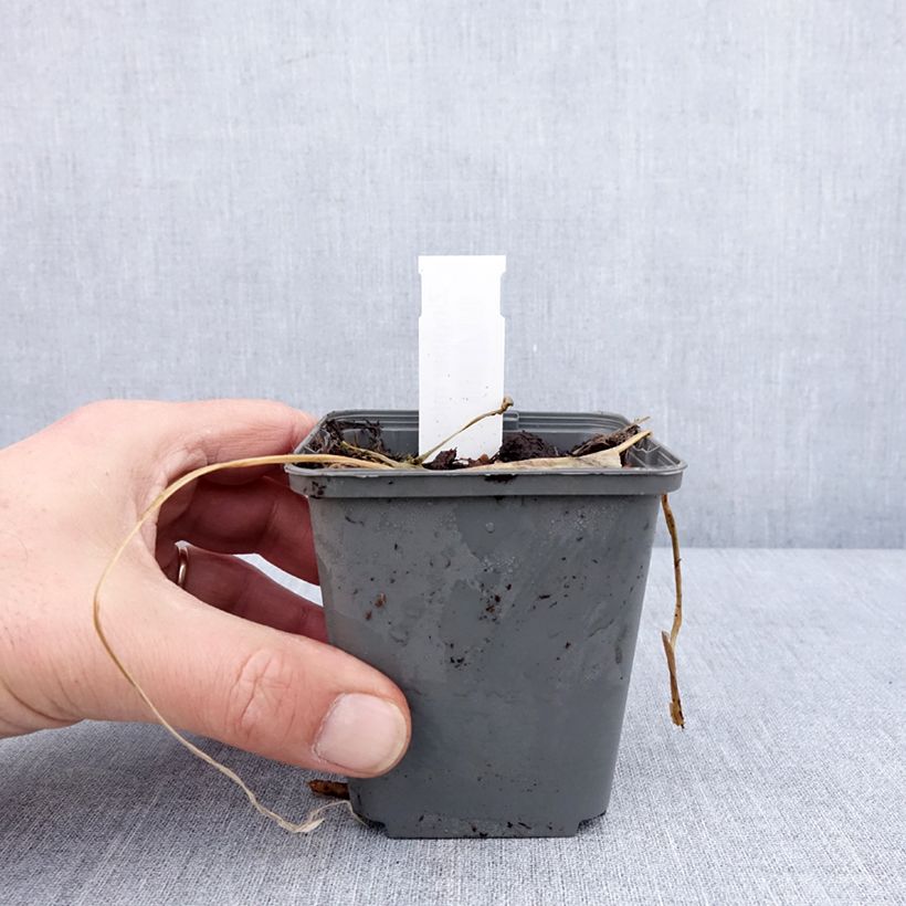 Amostra de Zingiber mioga Vaso de 8/9 cm tal como entregue no inverno