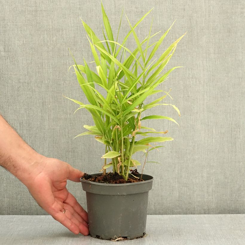 Amostra de Gengibre - Zingiber officinale Vaso de 1,5 L/2 L tal como entregue no verão