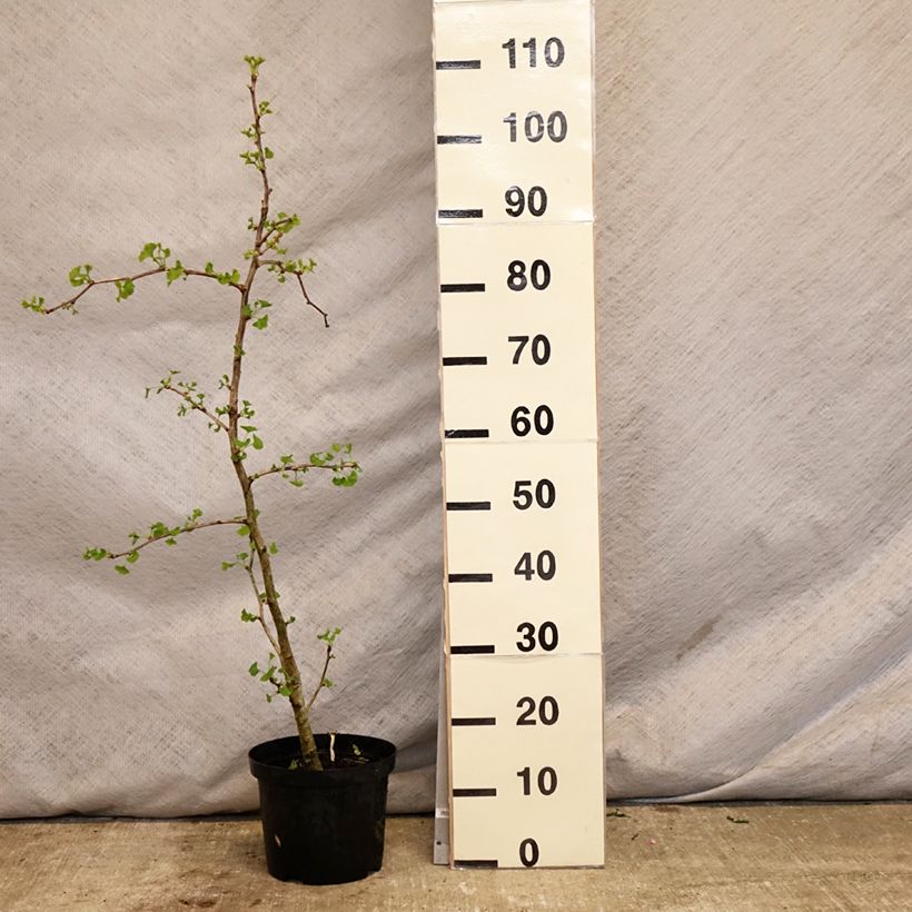 Amostra de Ginkgo biloba Blagon Vaso de 7,5 L/10 L tal como entregue na primavera
