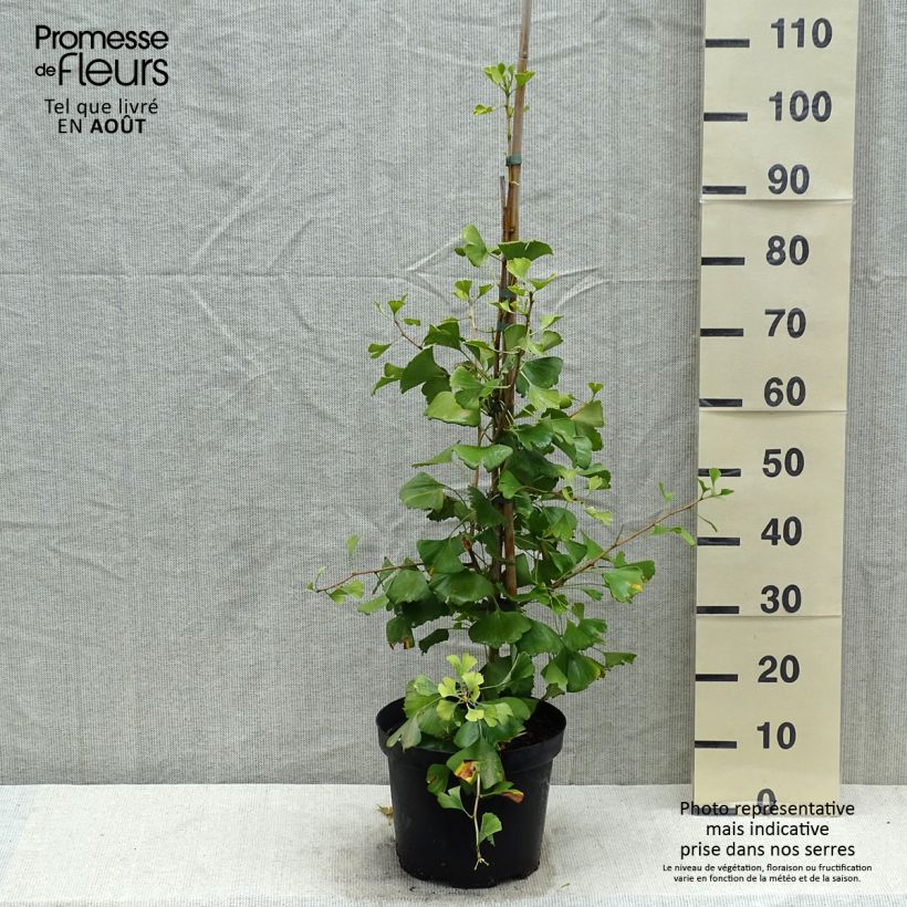 Amostra de Ginkgo biloba Autumn Gold Vaso de 6 L/7 L tal como entregue no verão