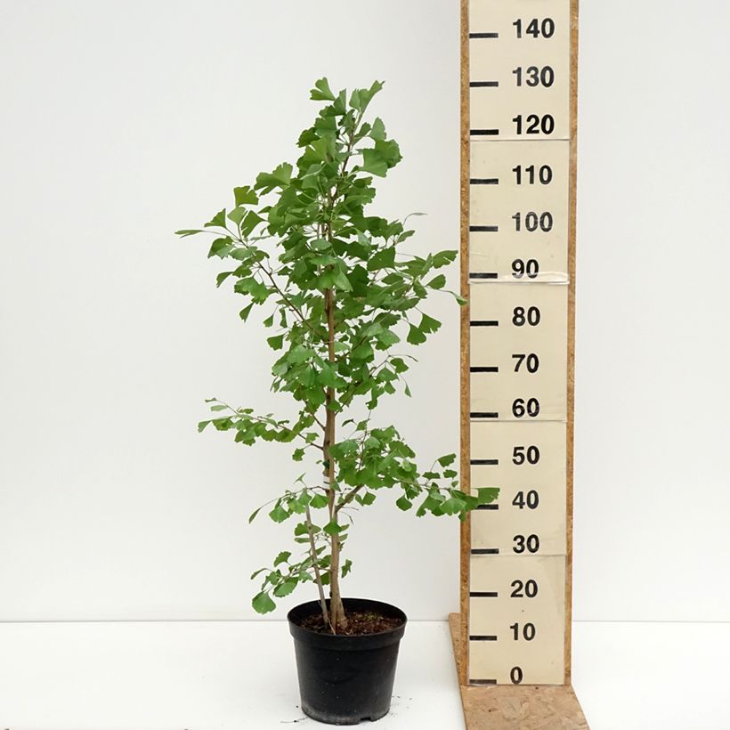 Amostra de Ginkgo biloba Blagon Vaso de 7,5 L/10 L tal como entregue no verão