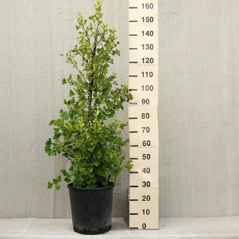 Amostra de Ginkgo biloba Eiffel Vaso de 30 L/35 L tal como entregue no verão