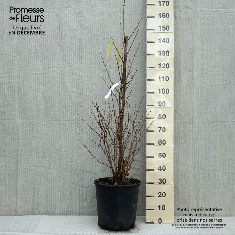 Amostra de Ginkgo biloba Eiffel Vaso de 30 L/35 L tal como entregue no inverno