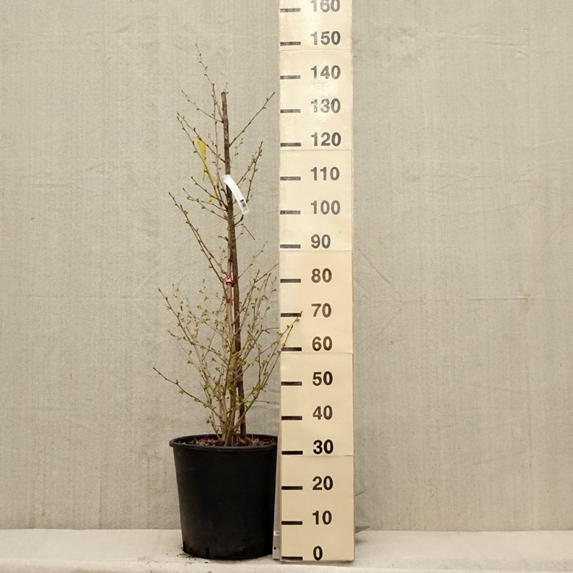 Amostra de Ginkgo biloba Eiffel Vaso de 30 L/35 L tal como entregue na primavera