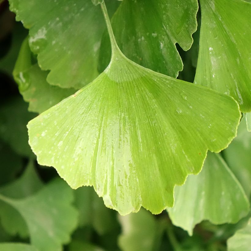Ginkgo biloba Eiffel (Folhagem)
