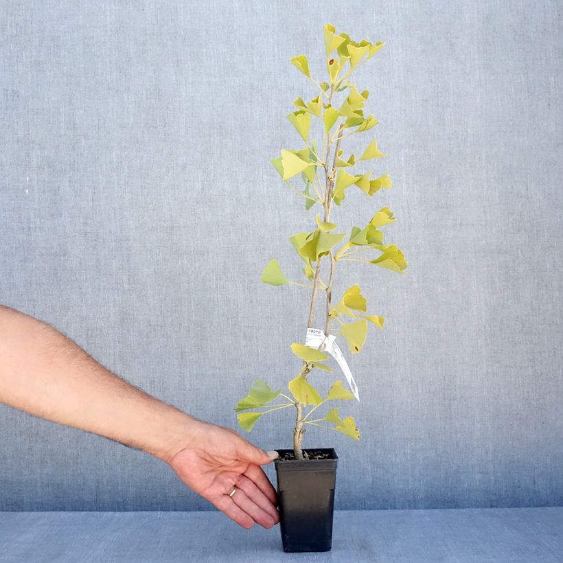 Amostra de Ginkgo biloba fastigiata Gold Flame Vaso de 1 L/1,5 L tal como entregue no verão