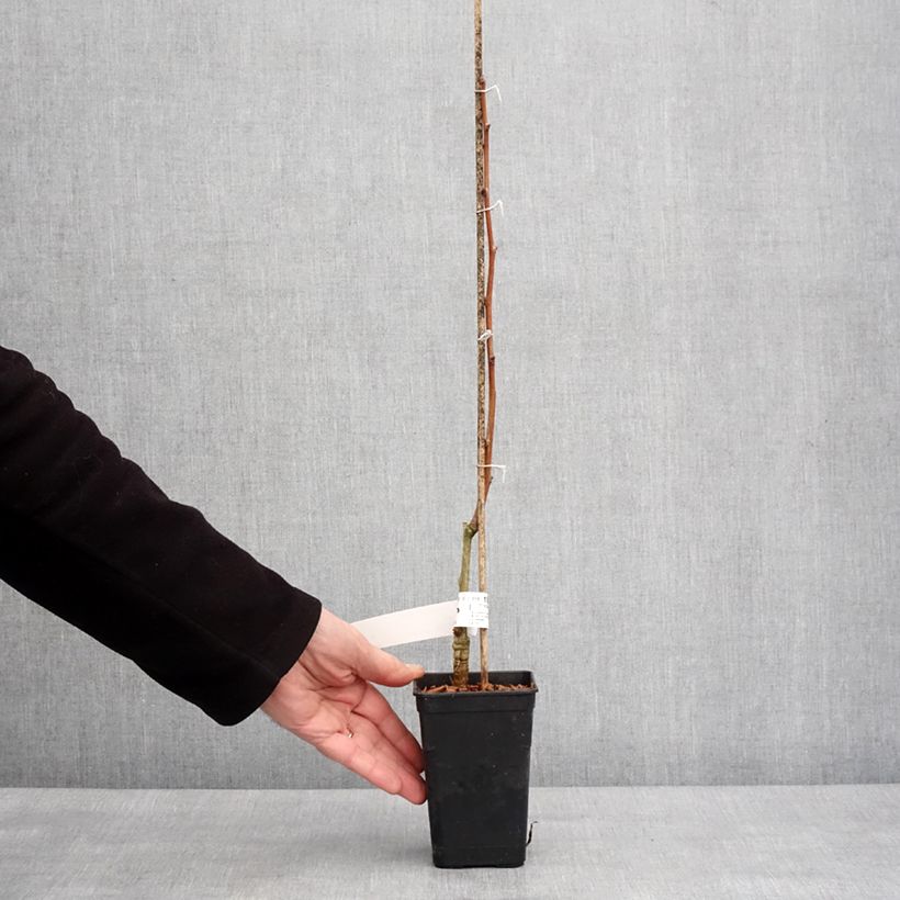 Amostra de Ginkgo biloba fastigiata Gold Flame Vaso de 1 L/1,5 L tal como entregue no inverno