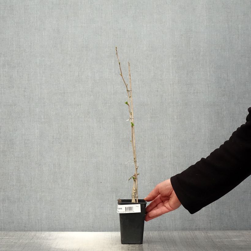 Amostra de Ginkgo biloba fastigiata Gold Flame Vaso de 1 L/1,5 L tal como entregue na primavera