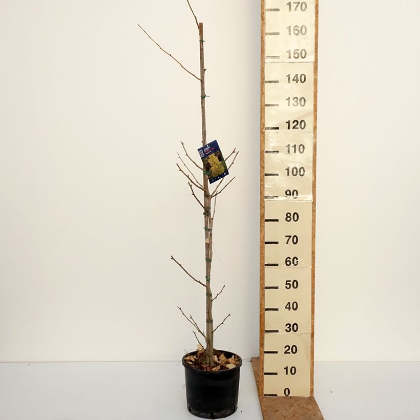 Amostra de Ginkgo biloba fastigiata Gold Flame Vaso de 7,5 L/10 L tal como entregue no outono