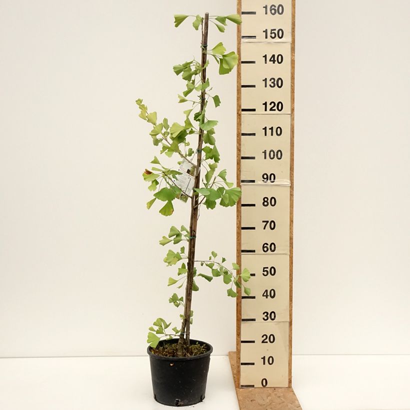 Amostra de Ginkgo biloba fastigiata Gold Flame Vaso de 7,5 L/10 L tal como entregue no verão