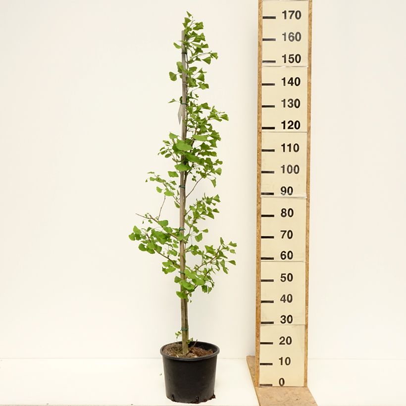Amostra de Ginkgo biloba fastigiata Gold Flame Vaso de 7,5 L/10 L tal como entregue na primavera