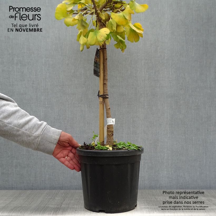 Amostra de Ginkgo biloba Mariken Vaso de 7,5 L/10 L, Haste tal como entregue no outono