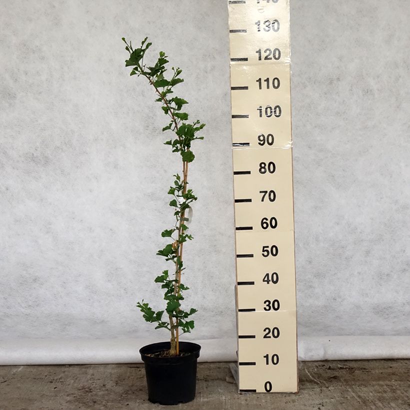 Amostra de Ginkgo biloba Menhir Vaso de 4 L/5 L tal como entregue na primavera