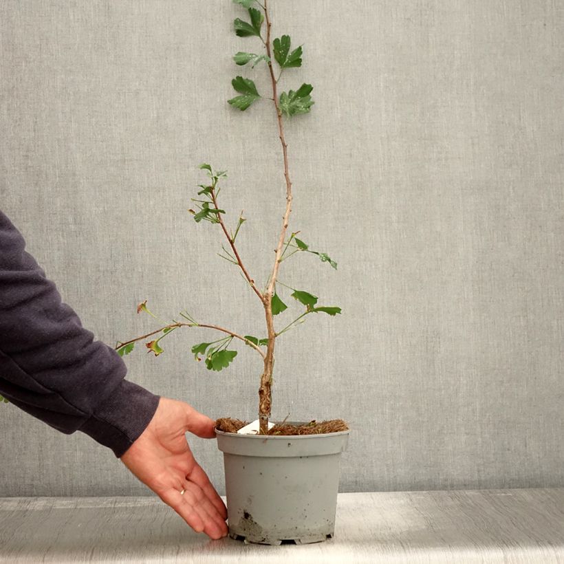 Amostra de Ginkgo biloba Menhir Vaso de 2 L/3 L tal como entregue no outono