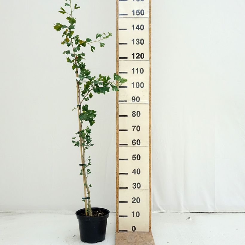 Amostra de Ginkgo biloba Menhir Vaso de 4 L/5 L tal como entregue no verão
