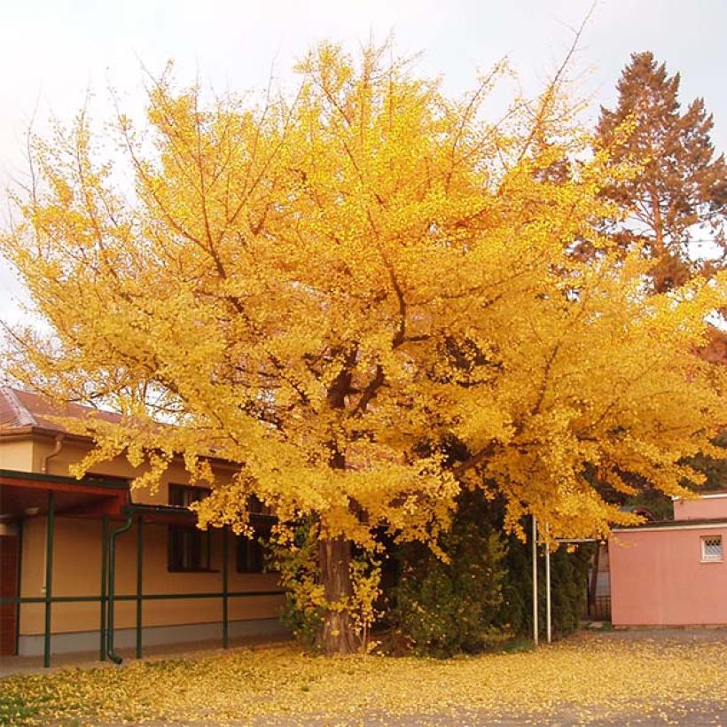 Ginkgo biloba (Hábito)