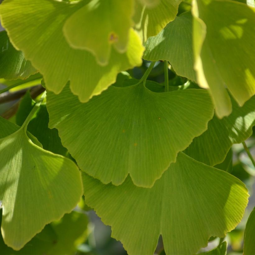 Ginkgo biloba (Folhagem)