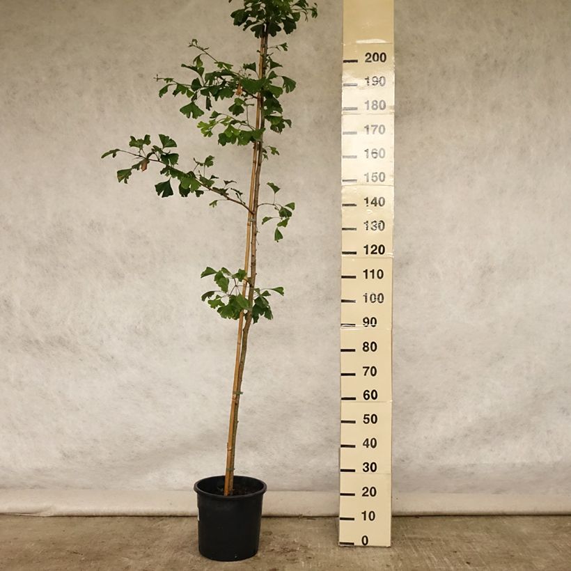 Amostra de Ginkgo biloba Vaso de 6 L/7 L tal como entregue no verão