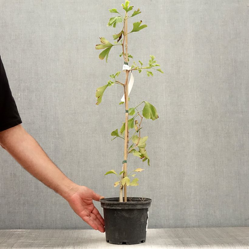 Amostra de Ginkgo biloba Vaso de 2 L/3 L tal como entregue no verão