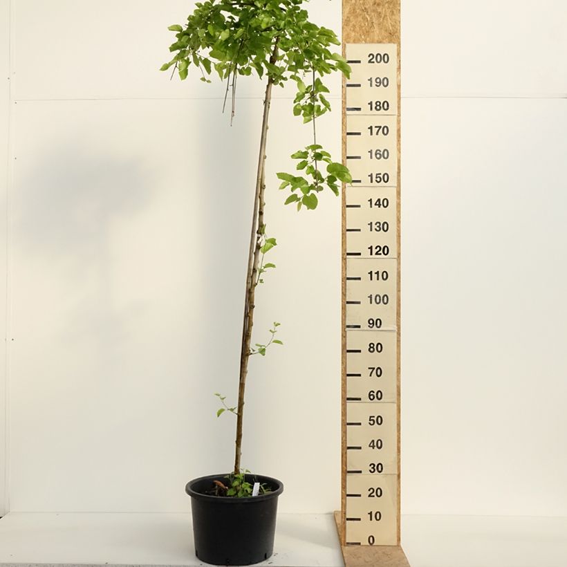 Amostra de Ginkgo biloba Pendula Vaso de 12 L/15 L, Haste tal como entregue na primavera